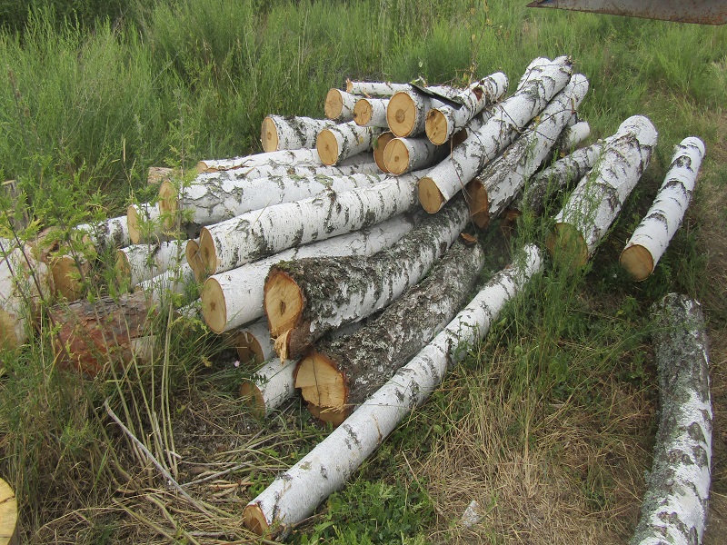 Незаконная вырубка деревьев